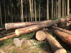 金威木業(yè)云杉 杉木 原木 實(shí)木 歐洲云杉 捷克云杉 ABC級圖2